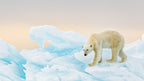 On ice Poster och Canvastavla