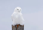 Snowy Owl - The Ghost Poster och Canvastavla