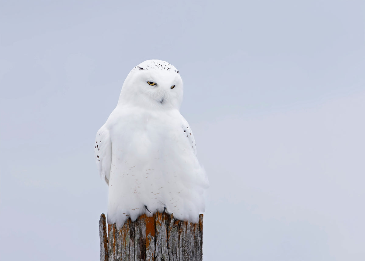 Snowy Owl - The Ghost Poster och Canvastavla