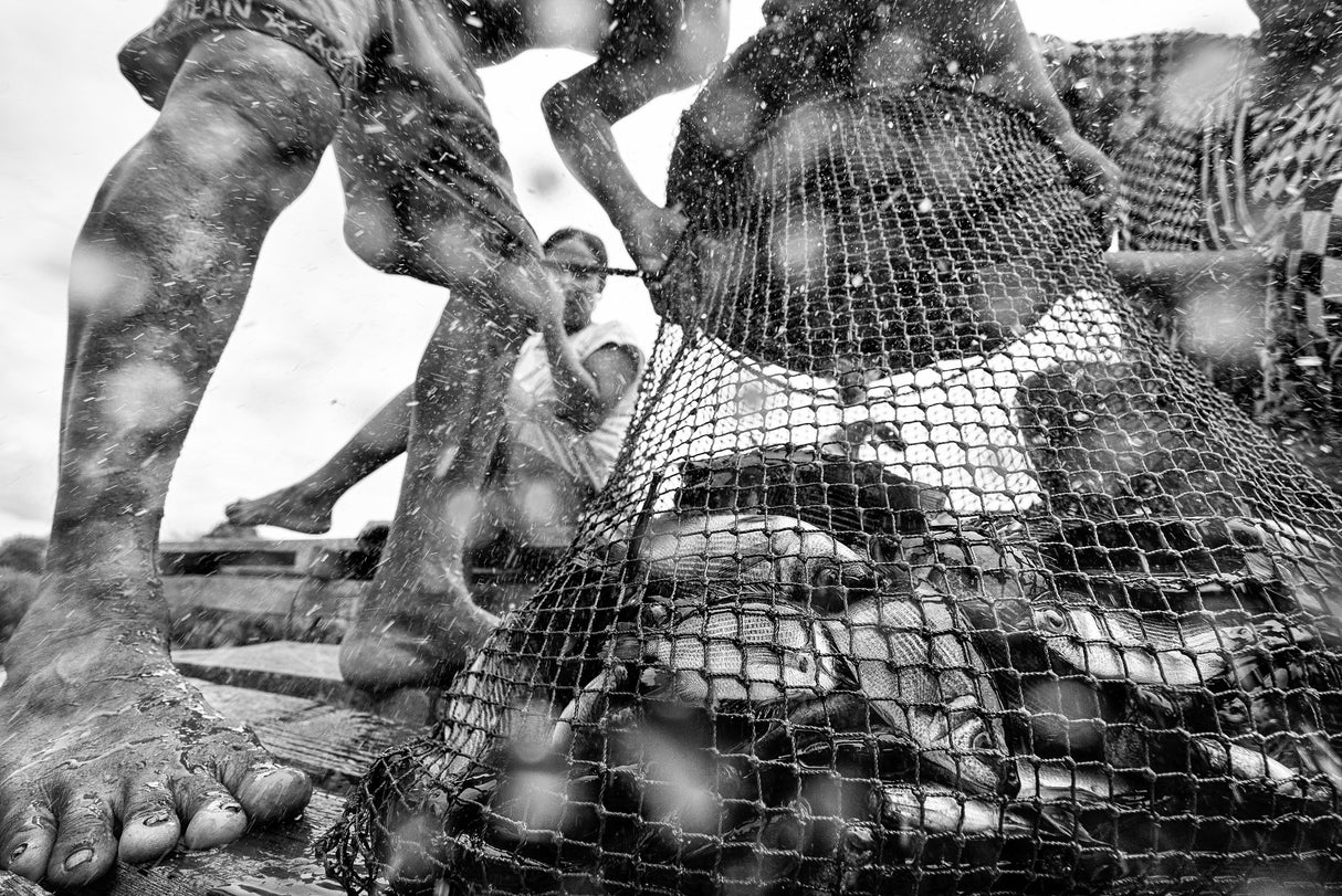 fish Poster och Canvastavla