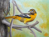 Baltimore Oriole Poster och Canvastavla