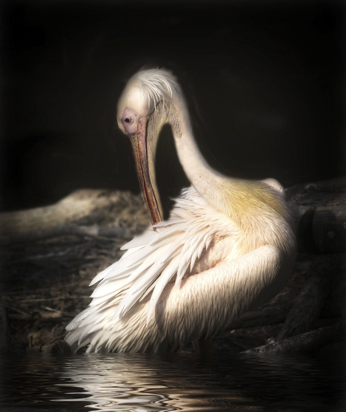 pelican Poster och Canvastavla