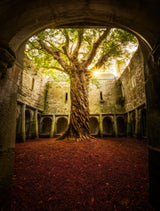 "Muckross Abbey - Tree of Life" Poster och Canvastavla