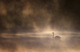 Foggy morning Poster och Canvastavla