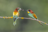 BEE-EATERS IN BREAKFAST Poster och Canvastavla