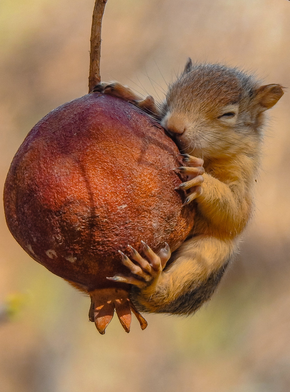 Squirrel Poster och Canvastavla