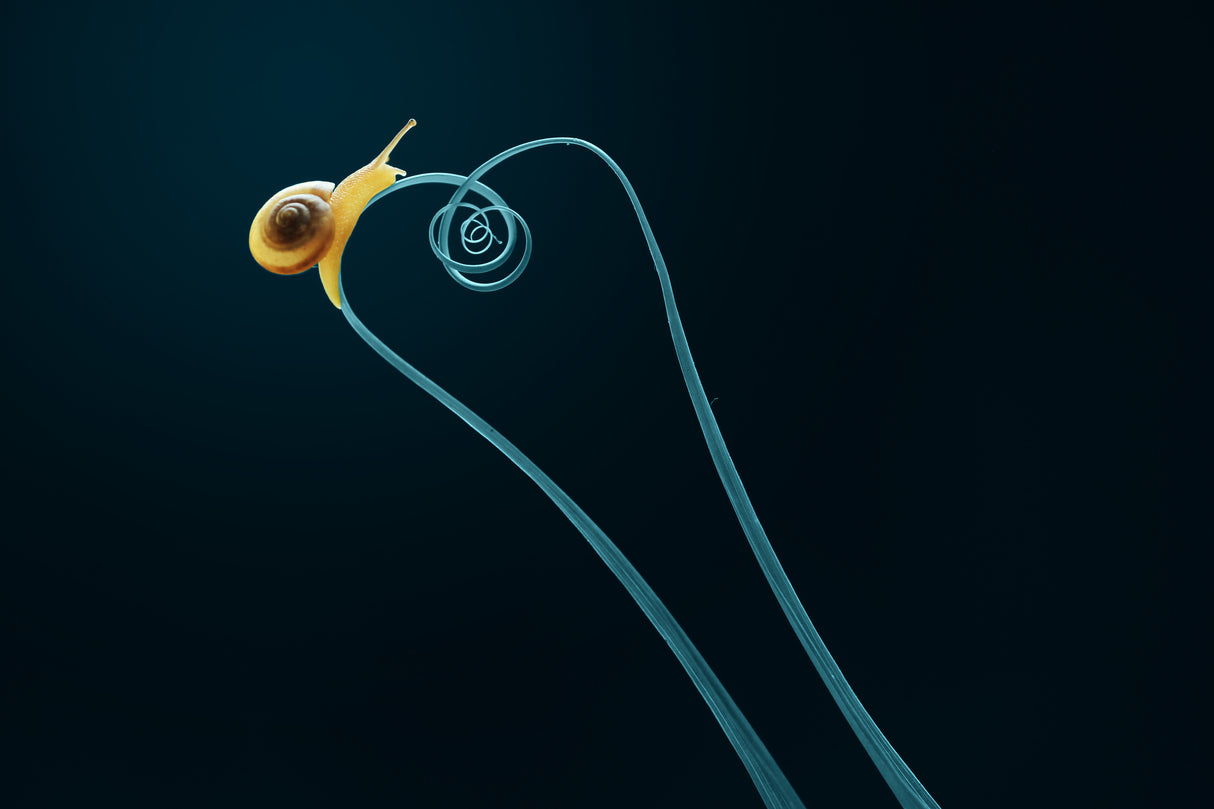 little snail Poster och Canvastavla