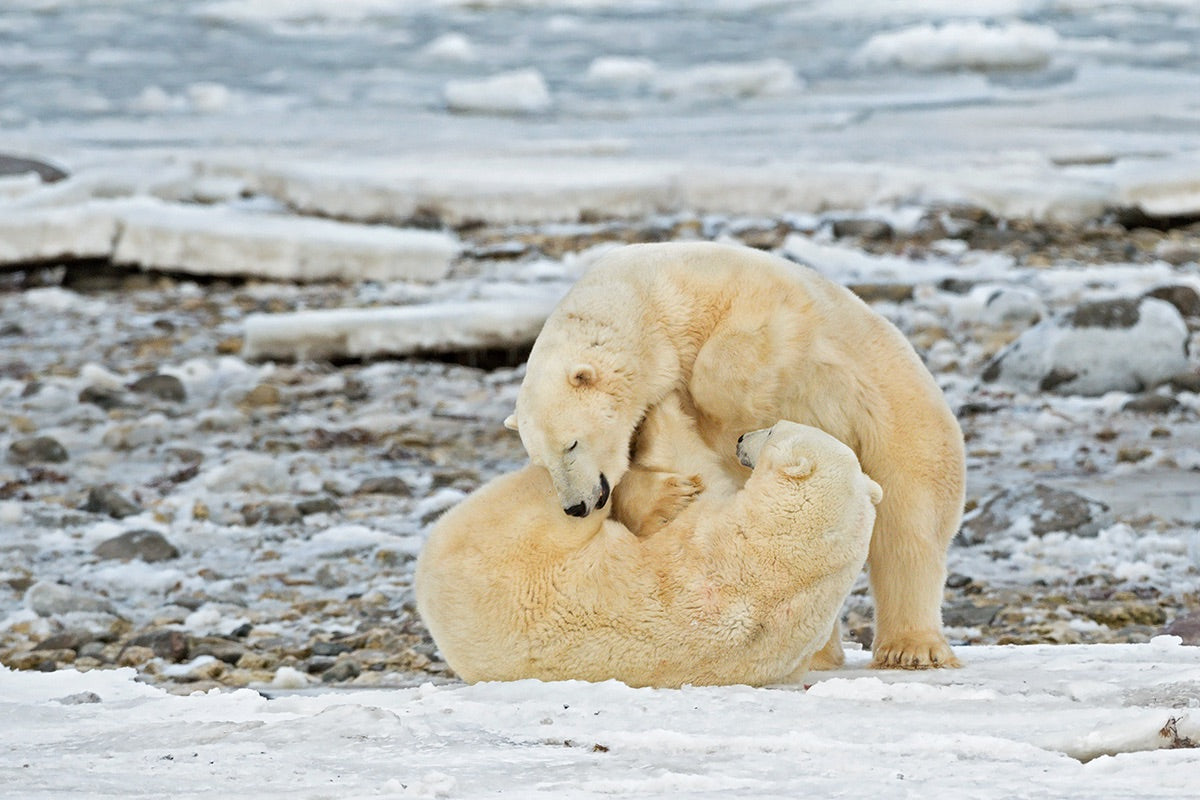Playing on Ice Poster och Canvastavla