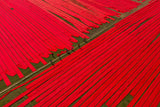 Childhood on red fabrics Poster och Canvastavla