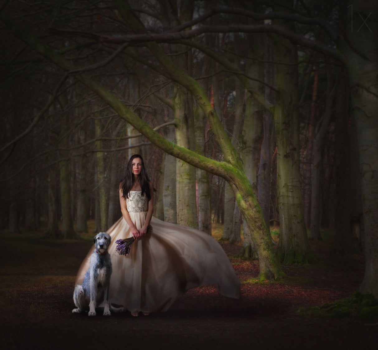 Forest Full Of Dreams Poster och Canvastavla