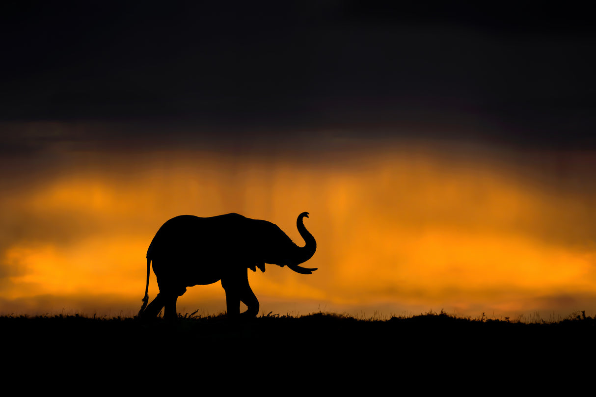 Elephant smelling the storm Poster och Canvastavla