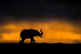 Elephant smelling the storm Poster och Canvastavla