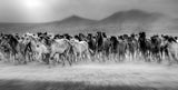 Wild horses (aka Yılkı Atları) Poster och Canvastavla