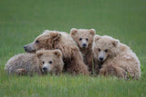 Bear Huddle Poster och Canvastavla