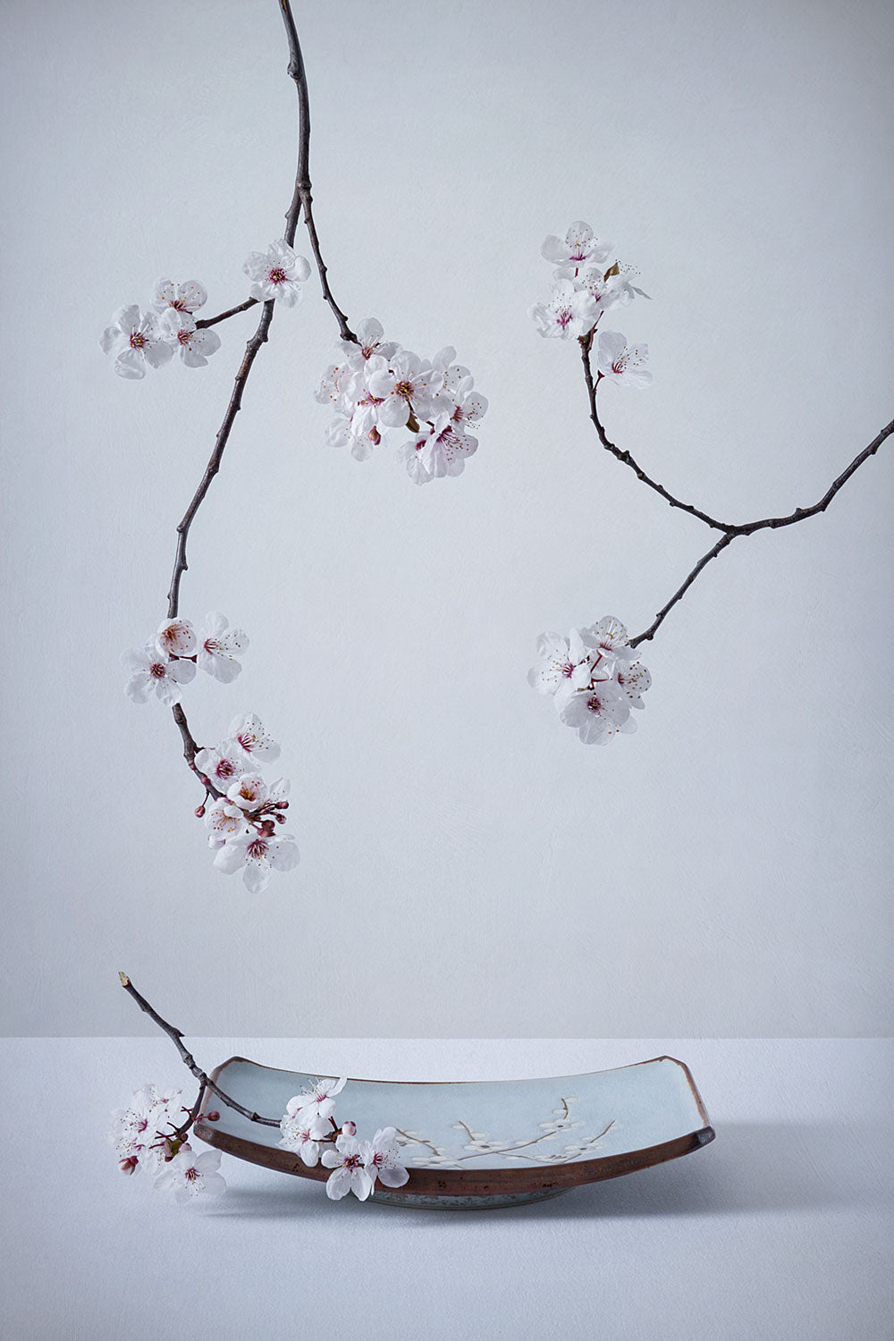 The First Cherry Blossom Poster och Canvastavla