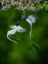 Seriwang Asia Bird Poster och Canvastavla