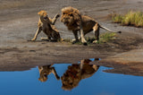 Reflections of love Poster och Canvastavla