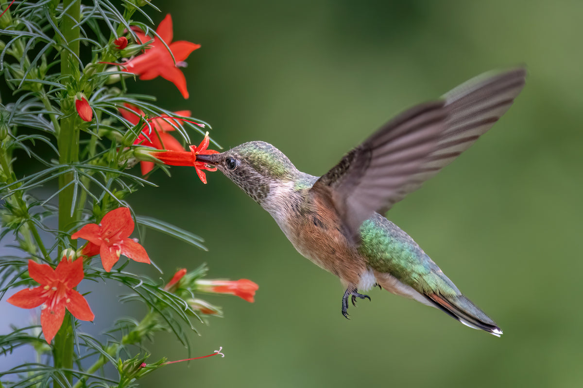 Broad tailed hummingbird Poster och Canvastavla