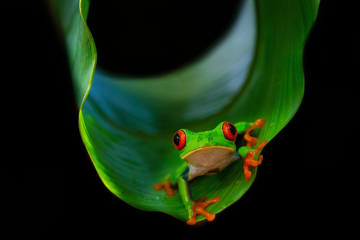 Frog on a leaf Poster och Canvastavla