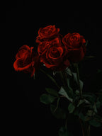 red roses isolated on black background Poster och Canvastavla