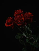 red roses isolated on black background Poster och Canvastavla