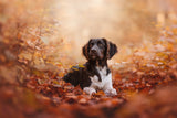 Autumn vibes Poster och Canvastavla