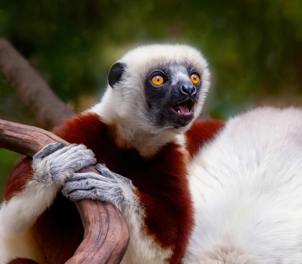 Sifaka: Cry in the Wild Poster och Canvastavla