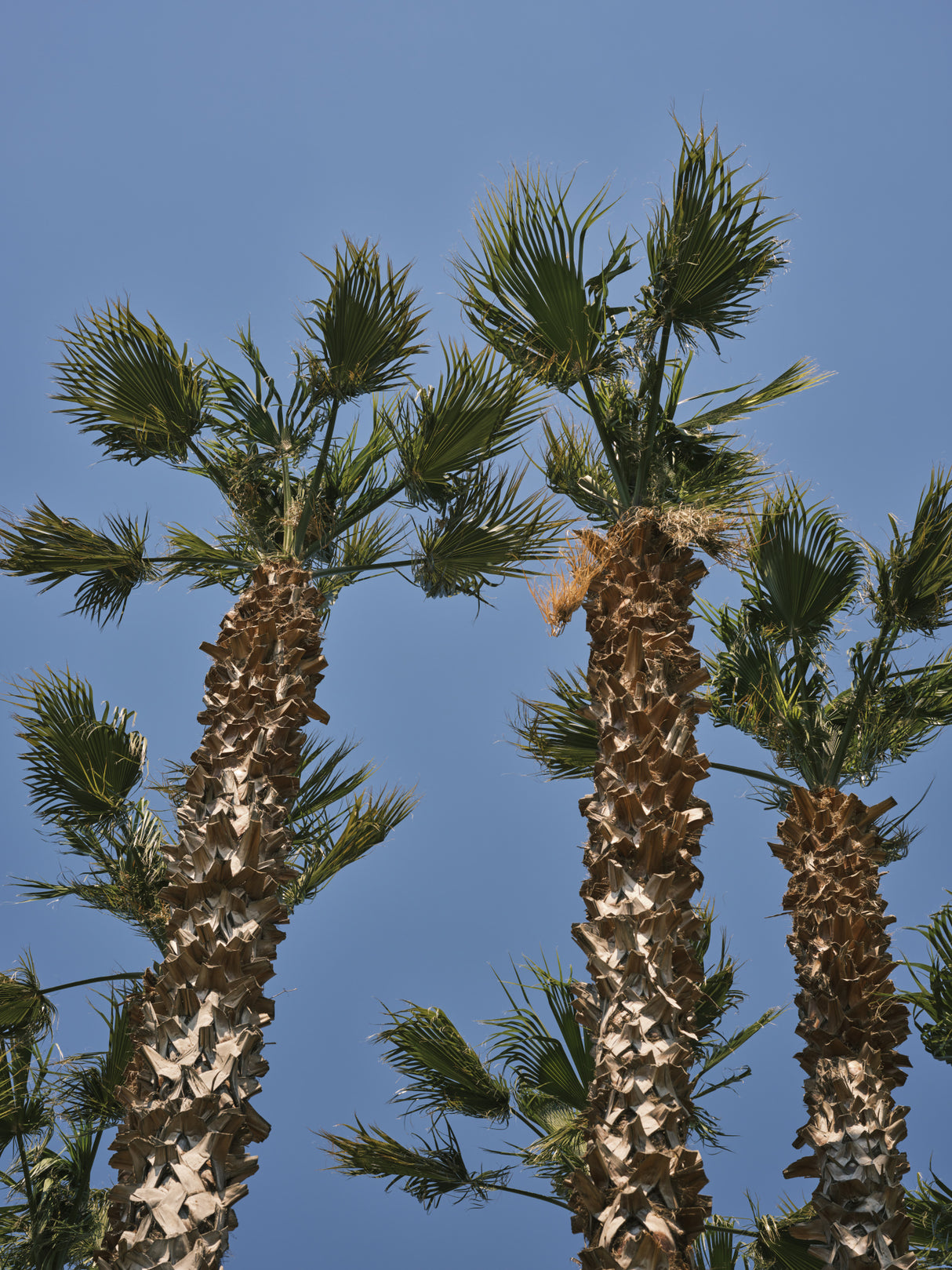 palm trees Poster och Canvastavla