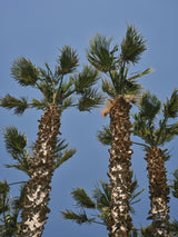 palm trees Poster och Canvastavla