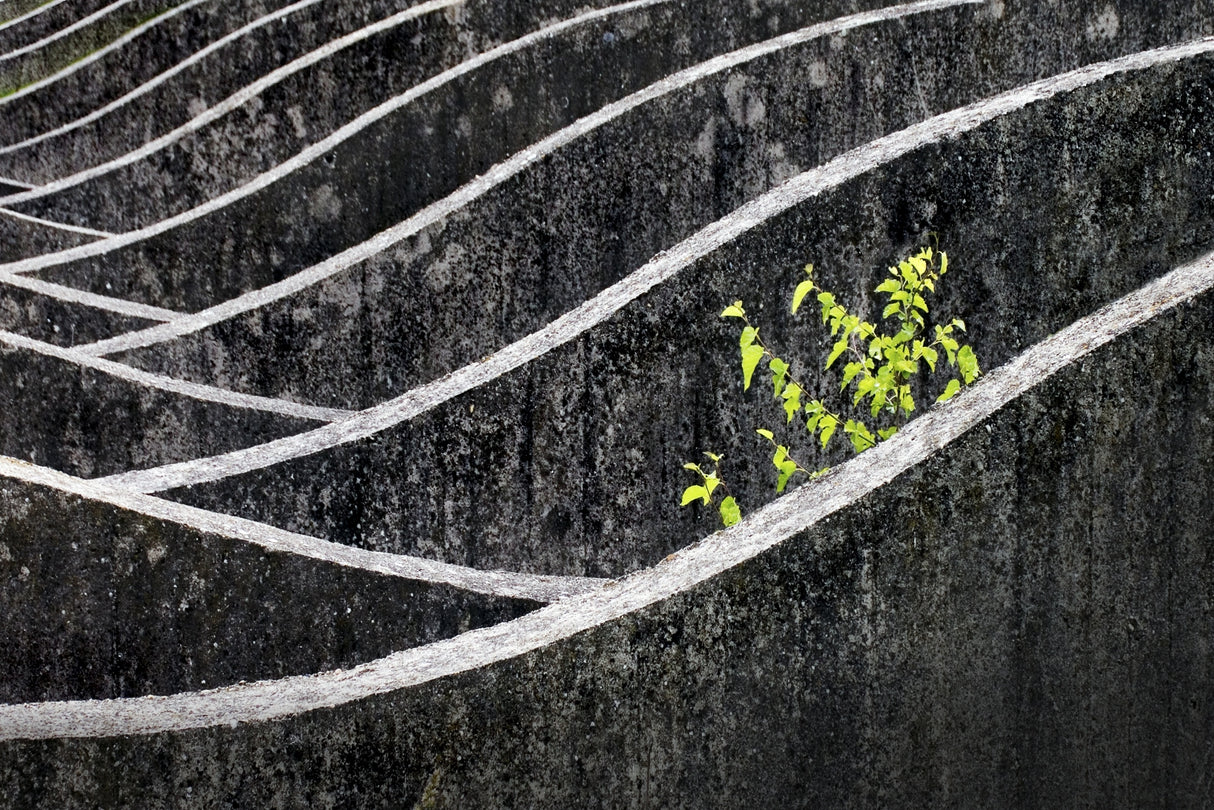 green - gray Poster och Canvastavla