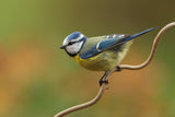 Little blue tit in spring Poster och Canvastavla
