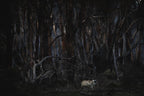 Walking in a dead forest Poster och Canvastavla