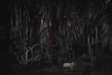 Walking in a dead forest Poster och Canvastavla