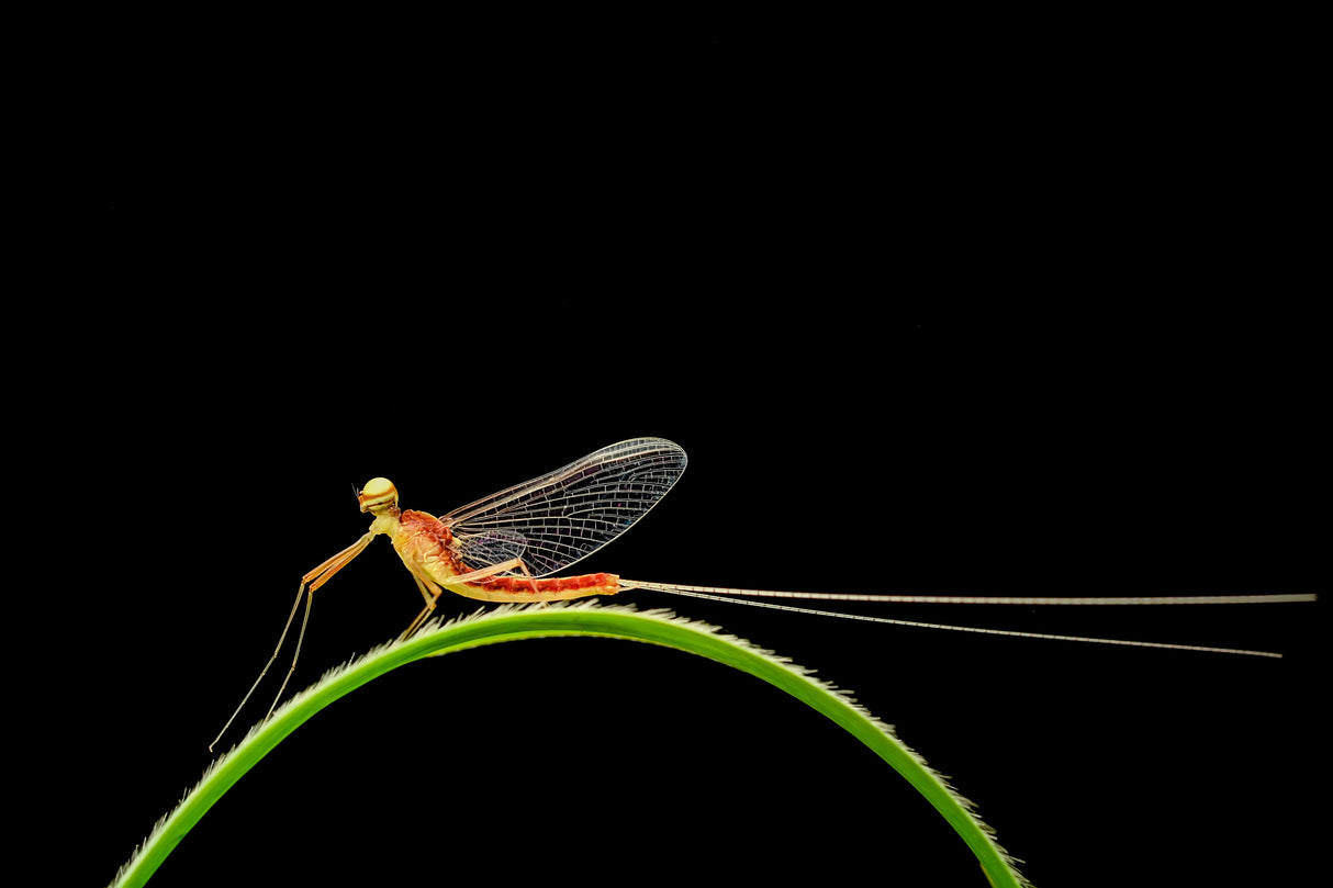 In the rainbow on the mayfly. Poster och Canvastavla