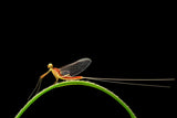 In the rainbow on the mayfly. Poster och Canvastavla