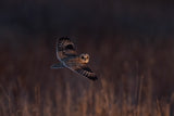 Short-eared Owl Poster och Canvastavla