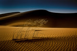 seed&amp;sand Poster och Canvastavla