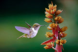 Hummingbird Poster och Canvastavla