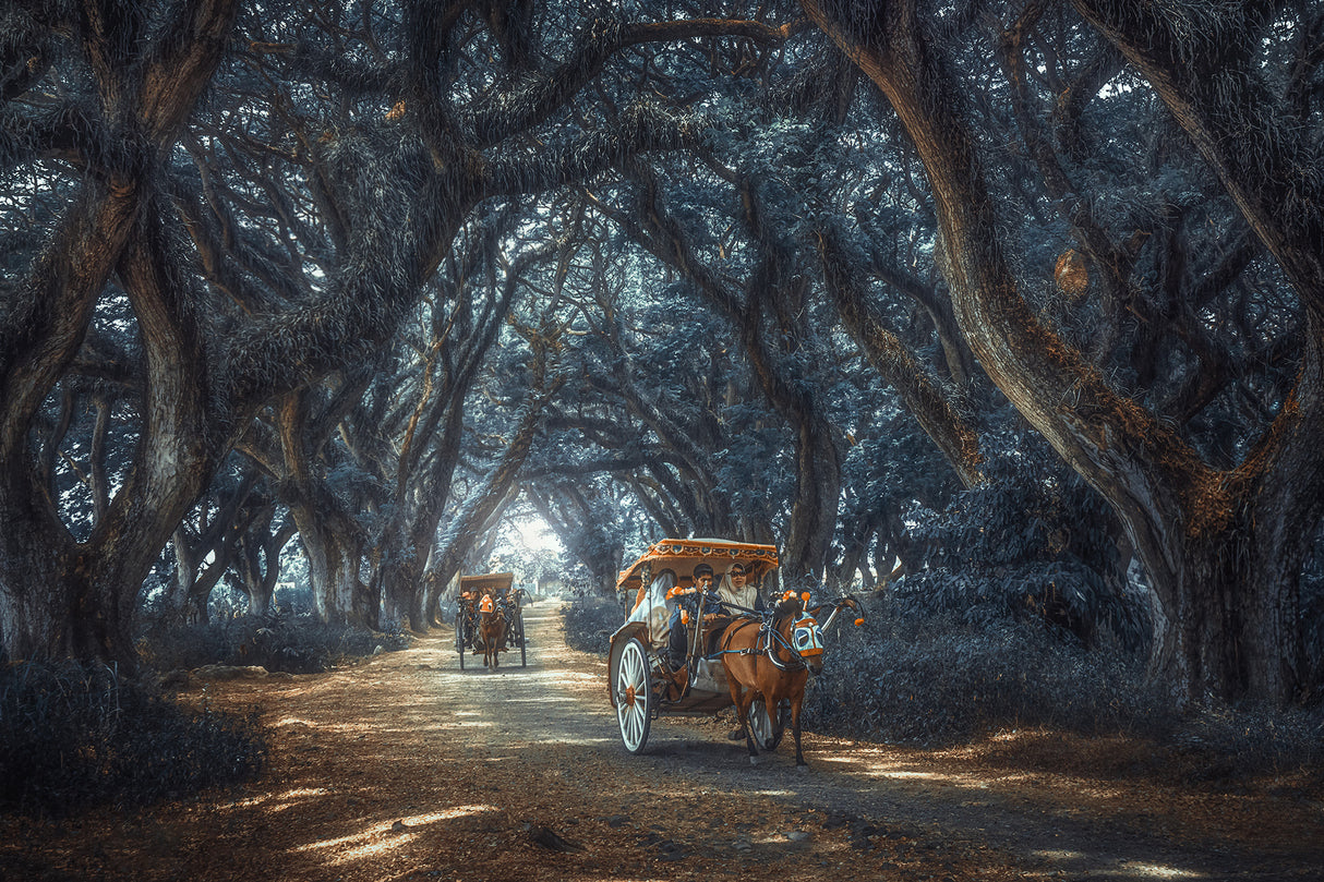 The enchanted forest Poster och Canvastavla