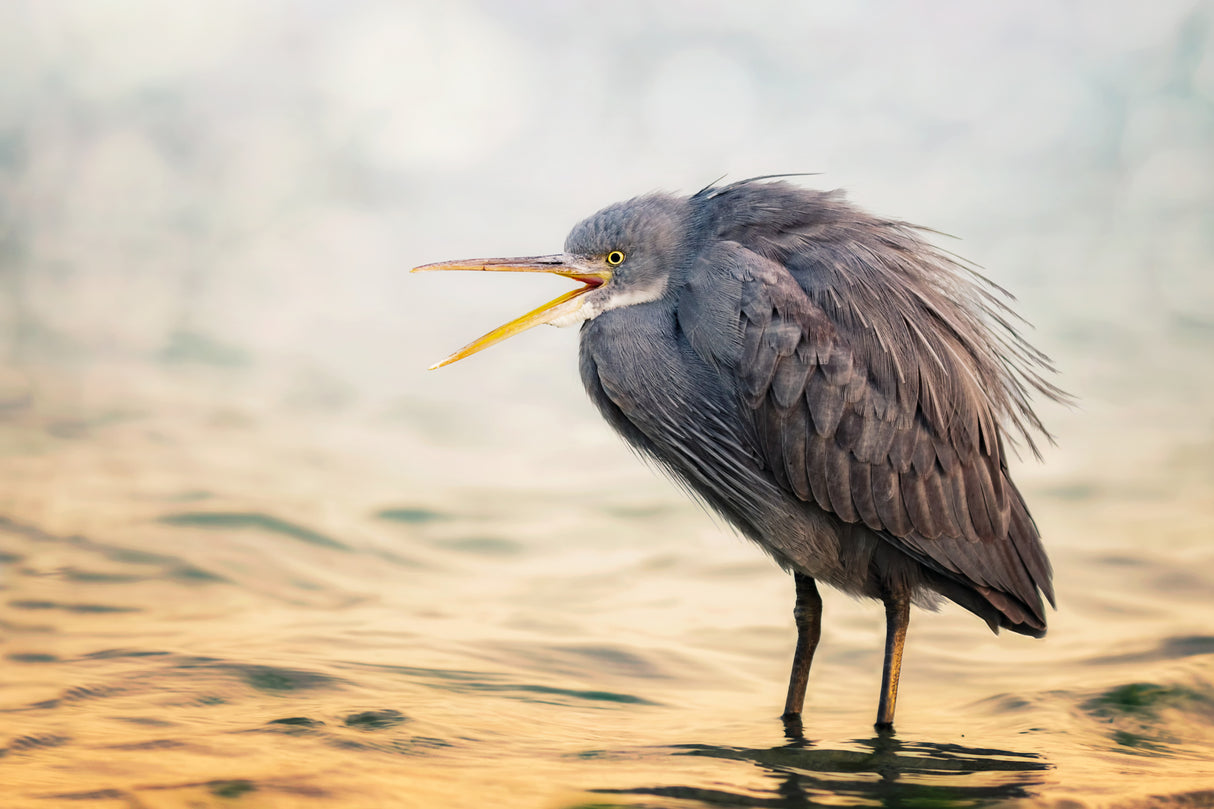 Reef Heron Poster och Canvastavla