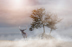 The beauty of nature... Poster och Canvastavla