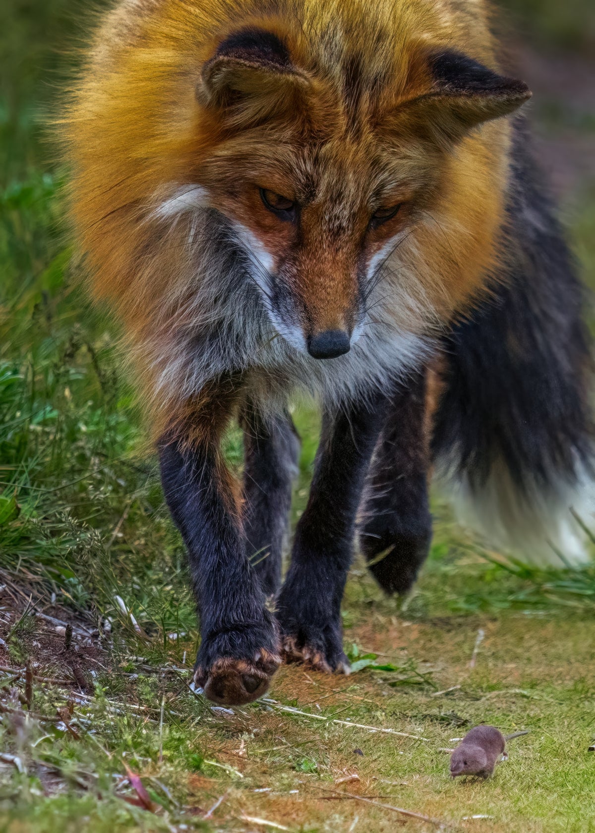Fox Playing with Mouse IV Poster och Canvastavla