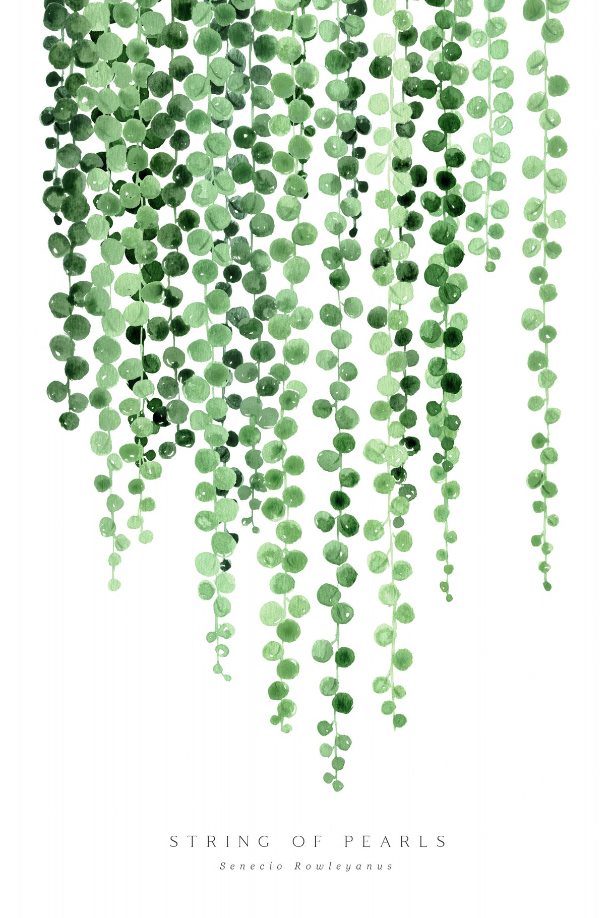 Watercolor string of pearls Poster och Canvastavla