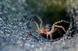 Morning Spider Poster och Canvastavla