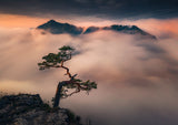 Bonsai Poster och Canvastavla