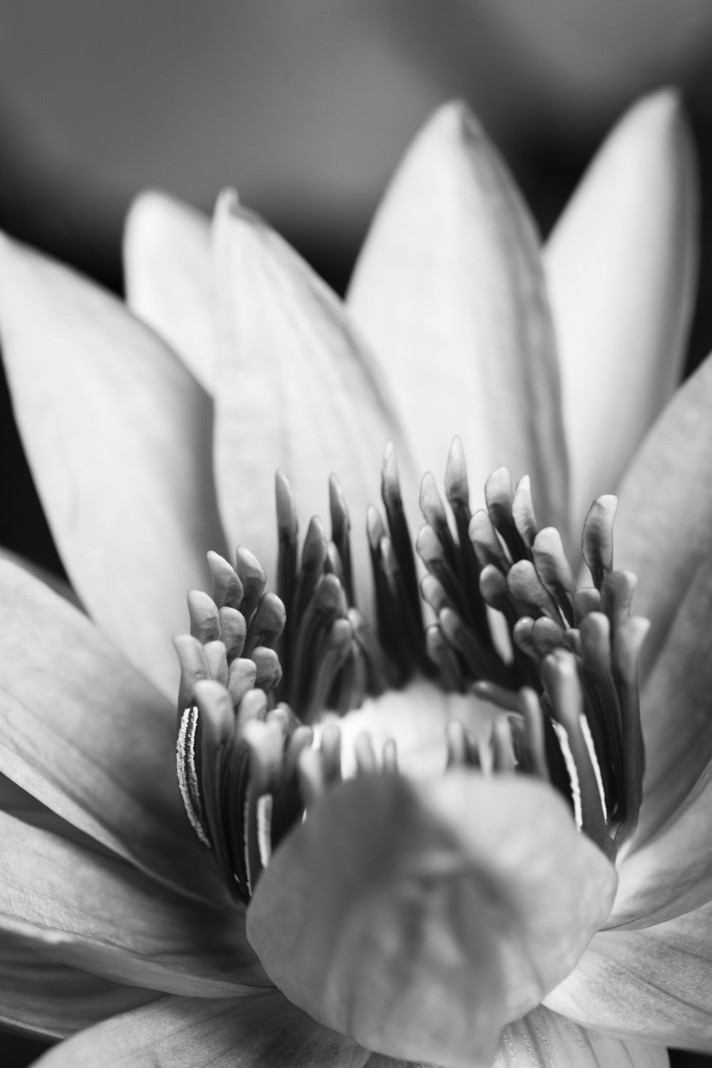 Flower, close up Poster och Canvastavla