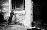 The cat Poster och Canvastavla