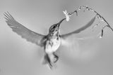 Sunbird in motion Poster och Canvastavla