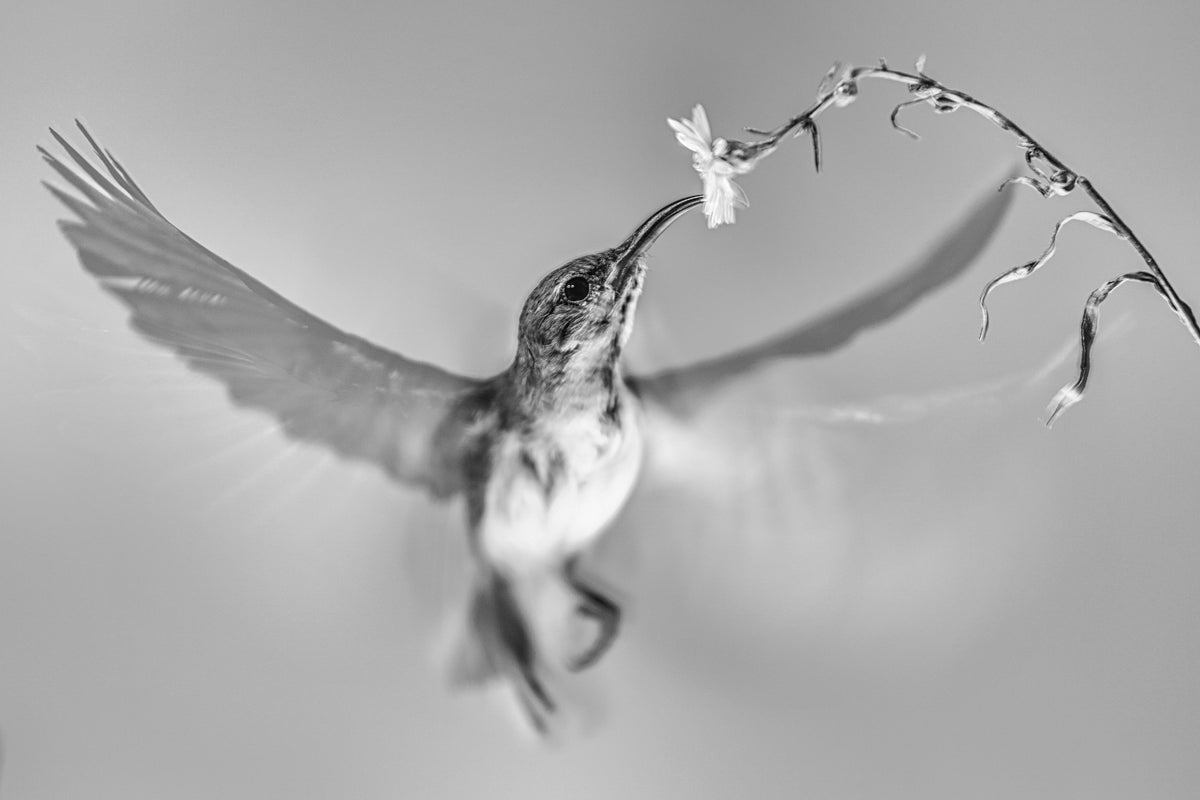 Sunbird in motion Poster och Canvastavla