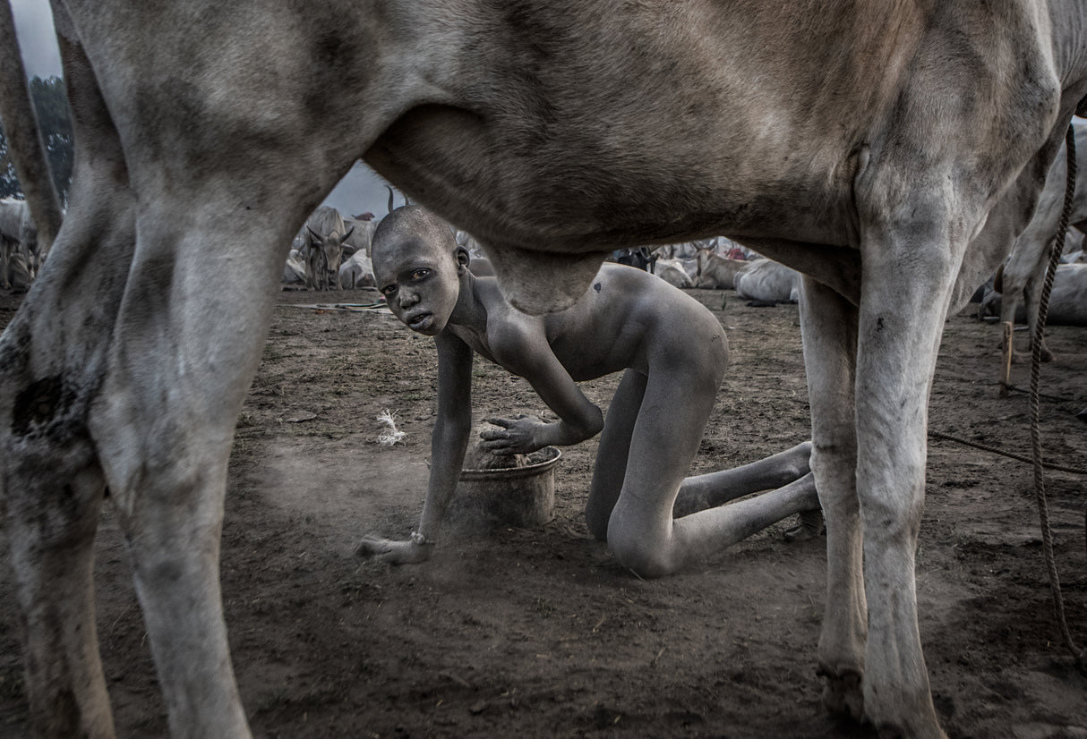 Collecting dung in a mundari cattle camp. Poster och Canvastavla